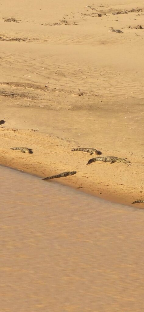 Matmata crocodiles
