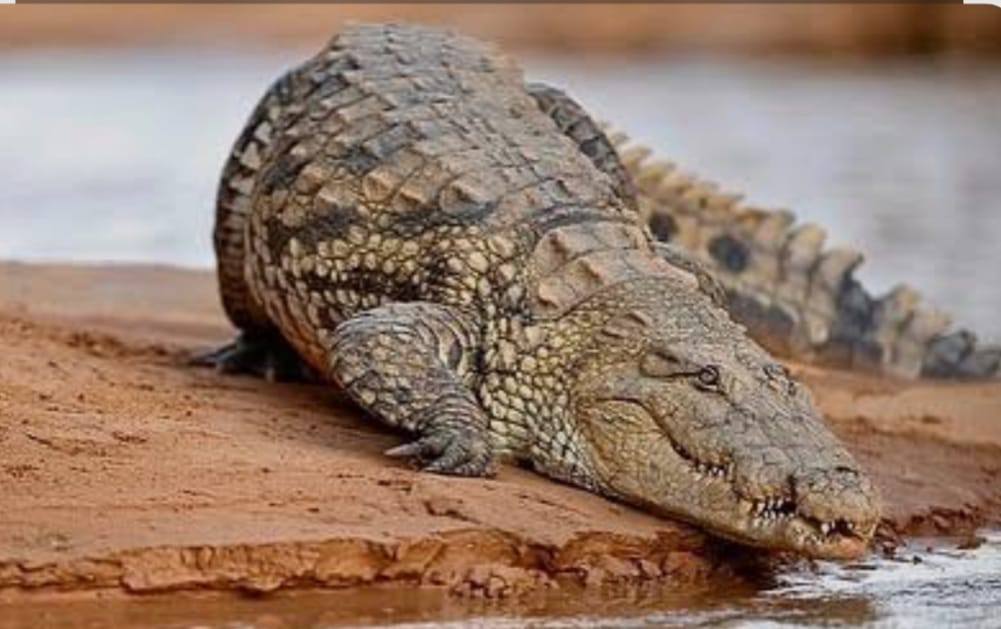 Matmata crocodile