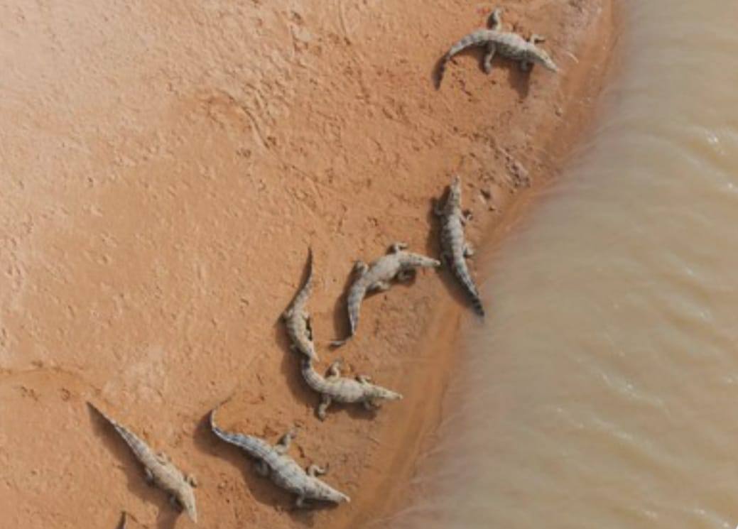 Matmata crocodiles on the water's edge
