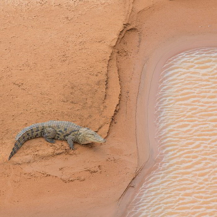 Matmata crocodile on the water's edge