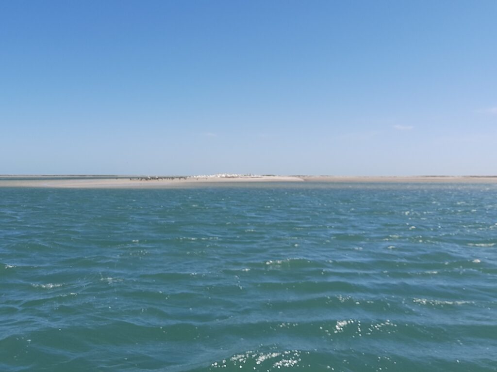 Migratory birds in Banc d'Arguin