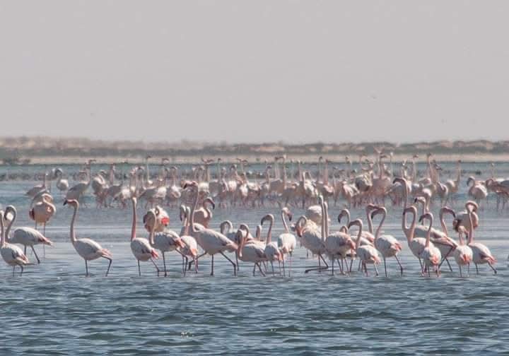 A flamboyance of flamingos in the Atlantic waters of Banc d'Arguin