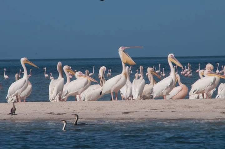 Pelicans socialize by the waters of Banc d'Arguin