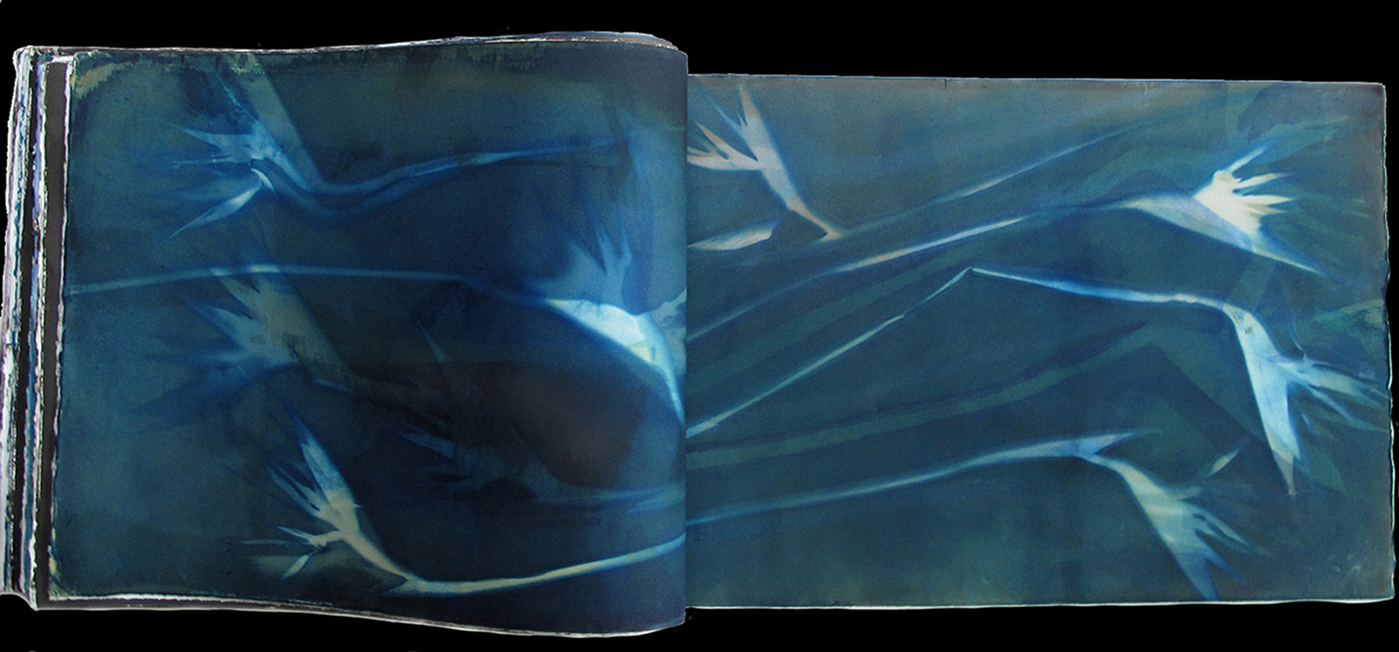 A cyanotype print featuring Birds of Paradise flowers