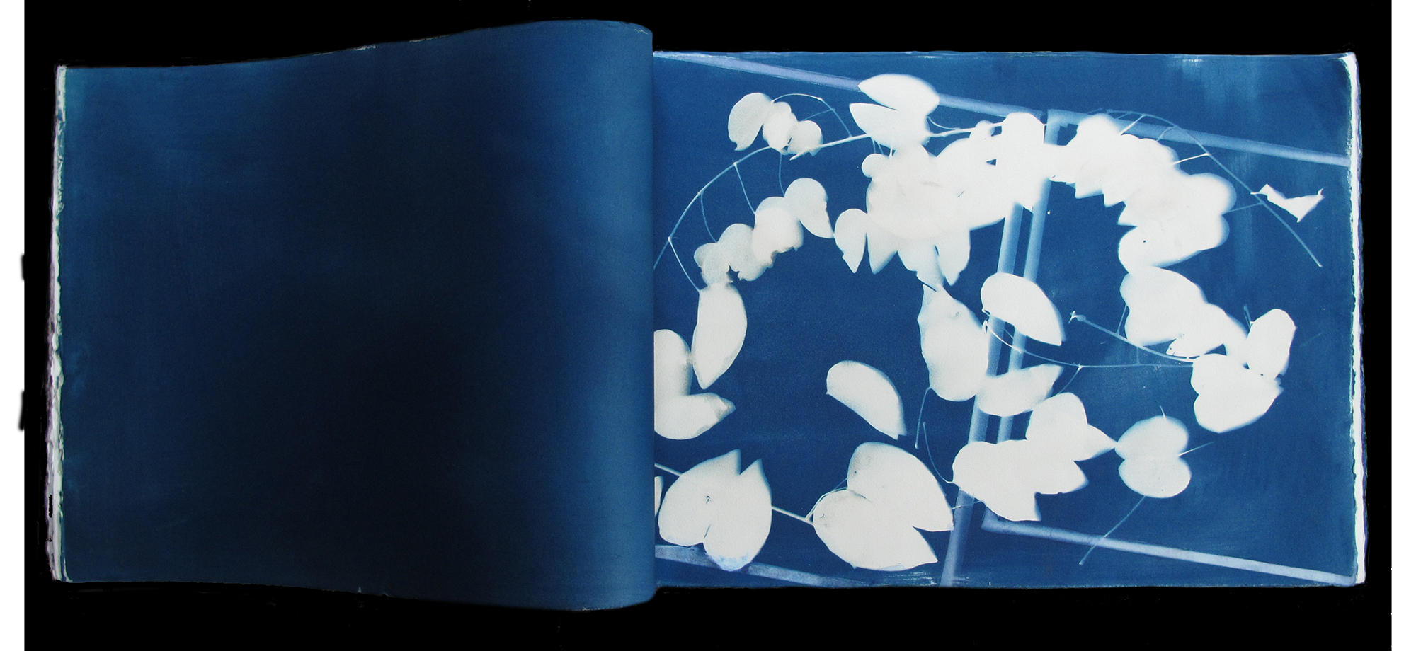 A cyanotype print of kibixak vine leaves