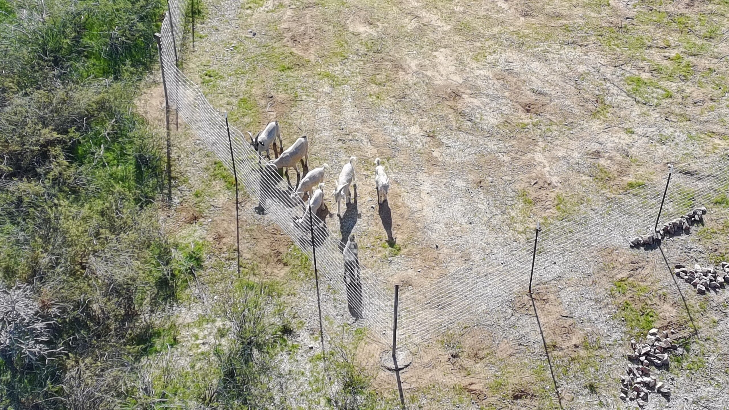 We’re Welcoming Angora Goats!