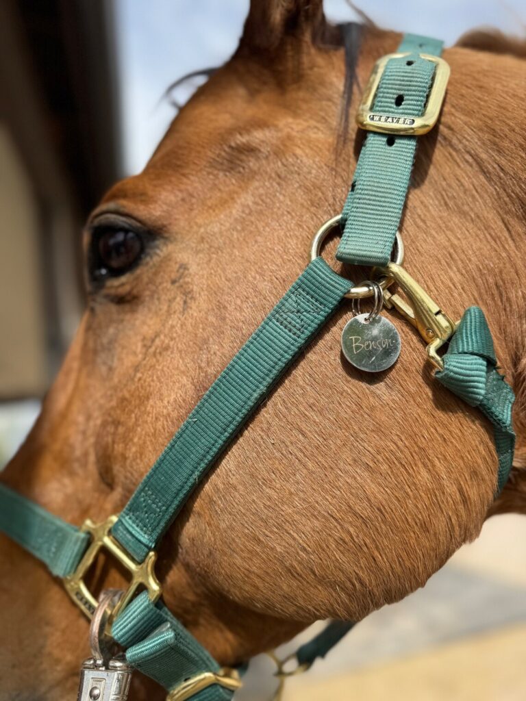 Name tag reads 'Benson' on horse bridle.