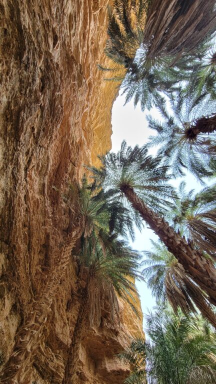 Terjit Oasis, Mauritania