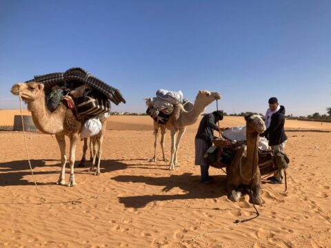 Tour team packs camels for a trekking tour