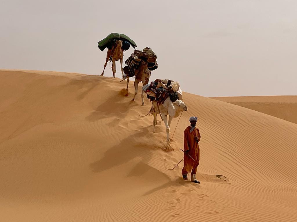 A line of camels descends a desert dune led by a tour guide