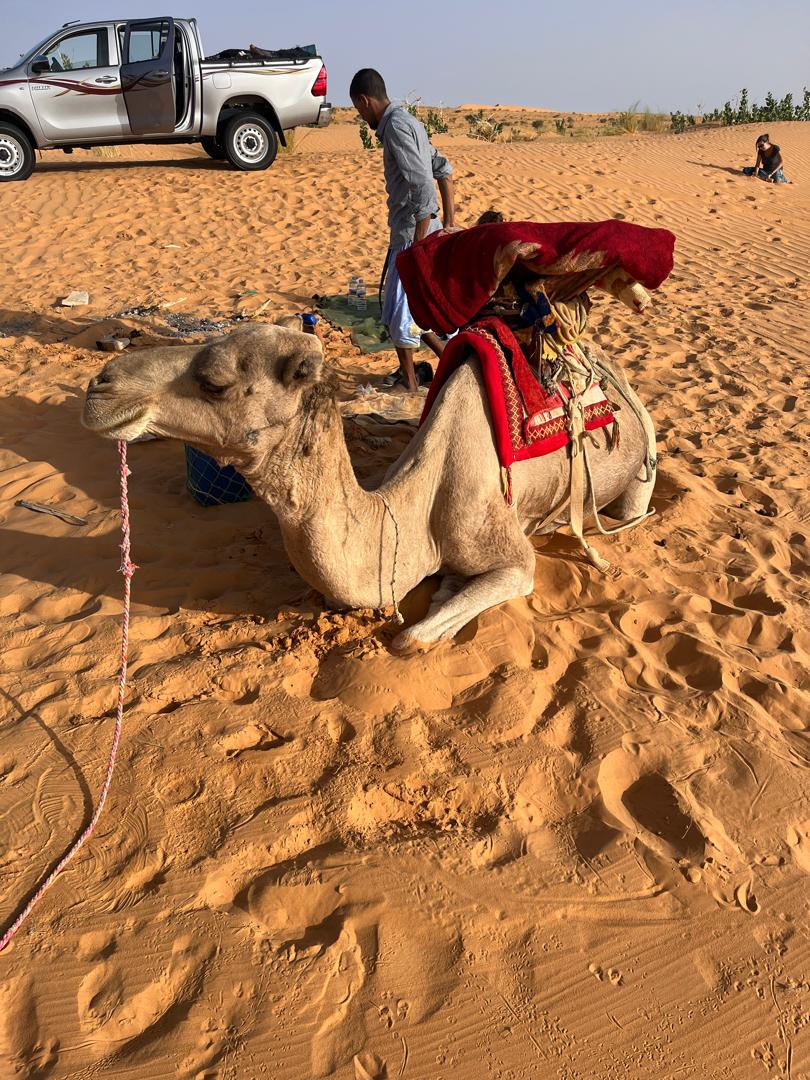 A camel rests on the sand with an empty seat on its back